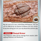 152/165 Antique Dome Fossil